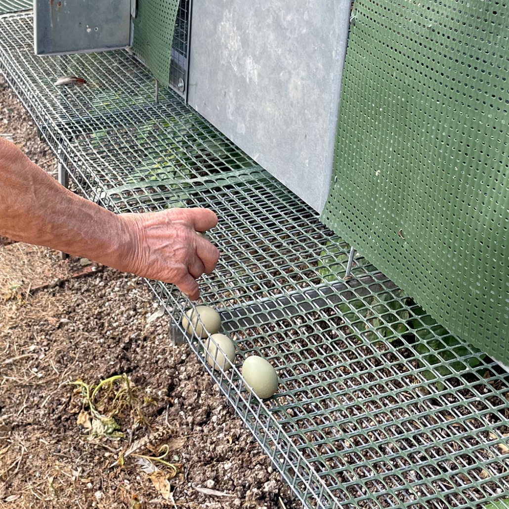 Ramassage des œufs de faisans et de perdreaux